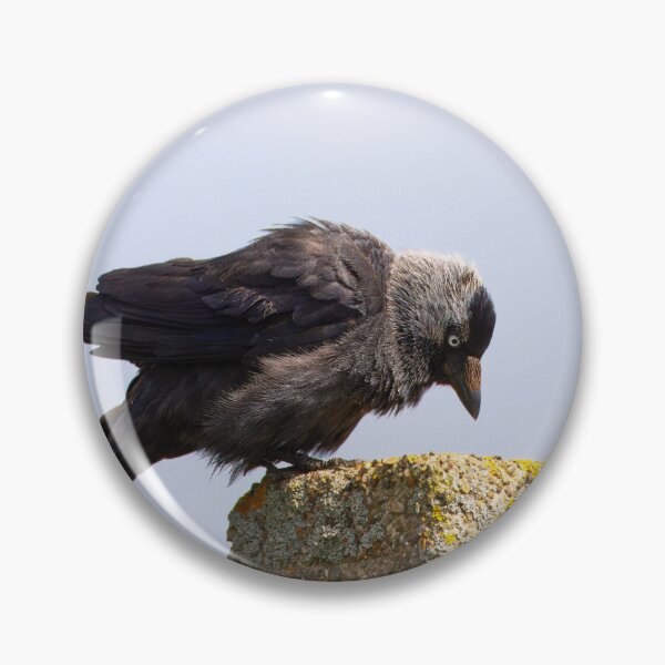 Item preview, Contemplative Jackdaw on Stone Post designed and sold by AvianAdventures.