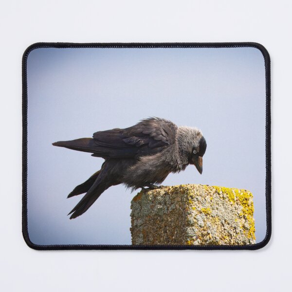 Item preview, Contemplative Jackdaw on Stone Post designed and sold by AvianAdventures.