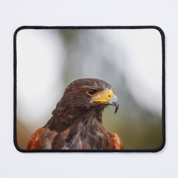 Item preview, Regal Harris's Hawk Portrait designed and sold by AvianAdventures.