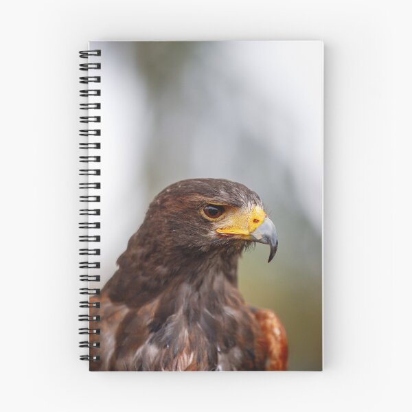 Item preview, Regal Harris's Hawk Portrait designed and sold by AvianAdventures.