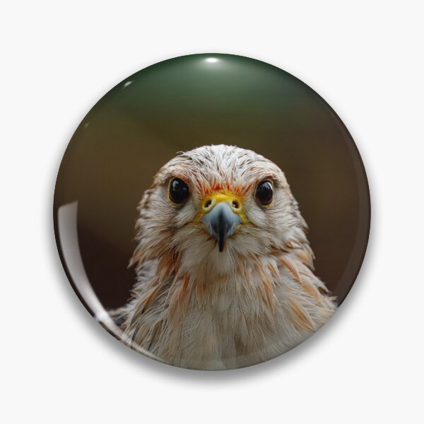 Item preview, Intense Falcon Gaze designed and sold by AvianAdventures.