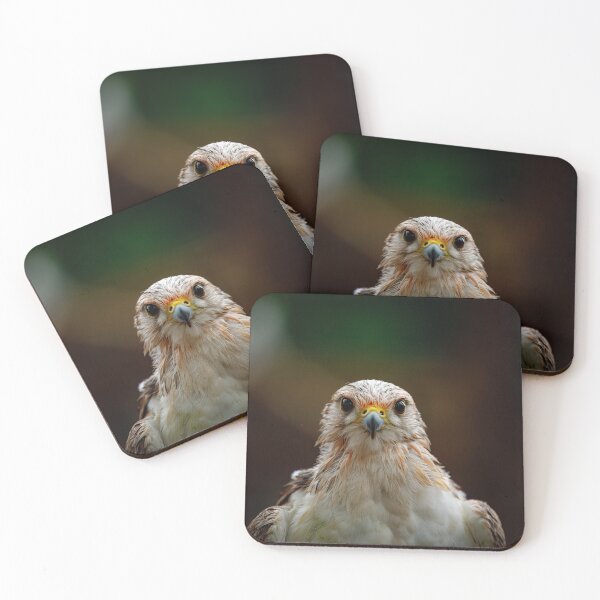 Item preview, Intense Falcon Gaze designed and sold by AvianAdventures.