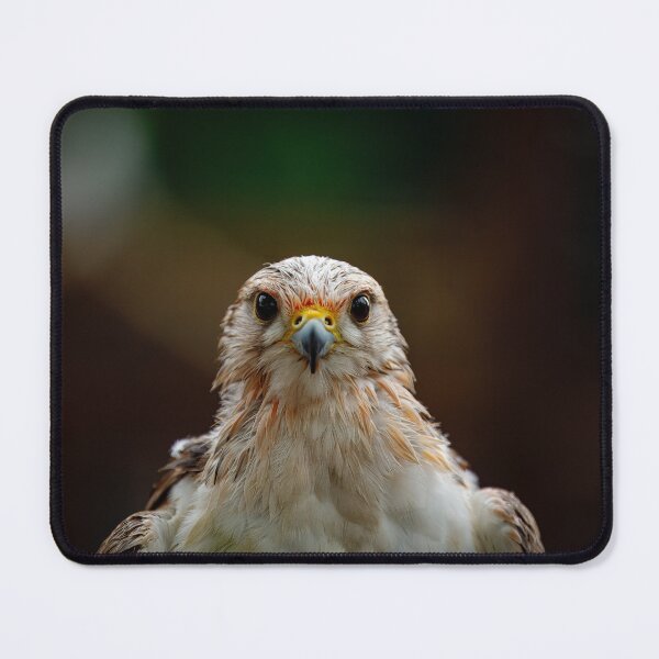 Item preview, Intense Falcon Gaze designed and sold by AvianAdventures.
