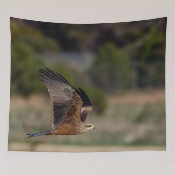 Item preview, Majestic Kite in Flight designed and sold by AvianAdventures.