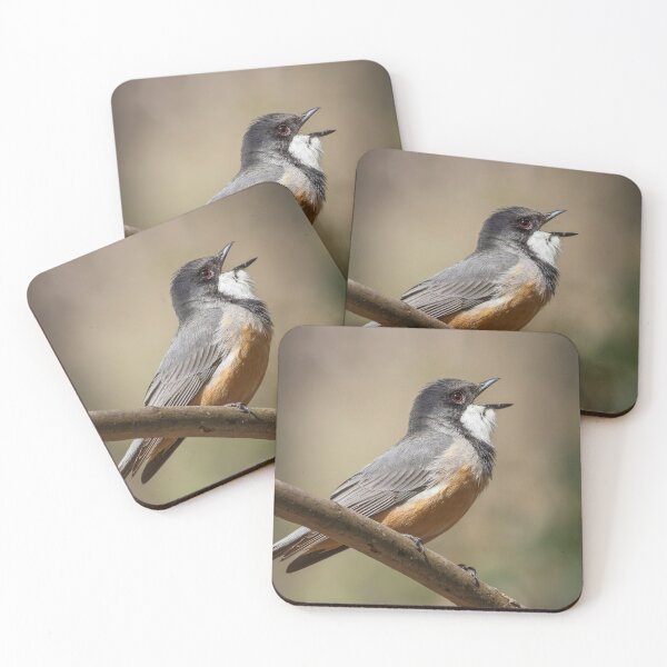 Item preview, Rufous Whistler Singing designed and sold by David  Hibberd.