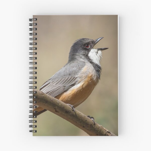 Item preview, Rufous Whistler Singing designed and sold by David  Hibberd.