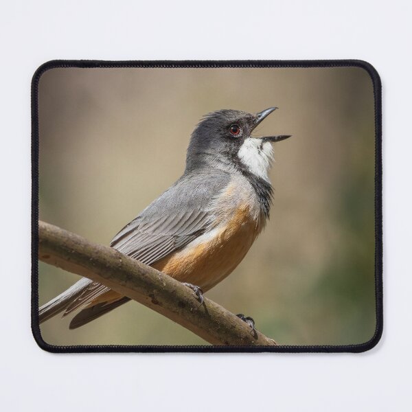 Item preview, Rufous Whistler Singing designed and sold by David  Hibberd.