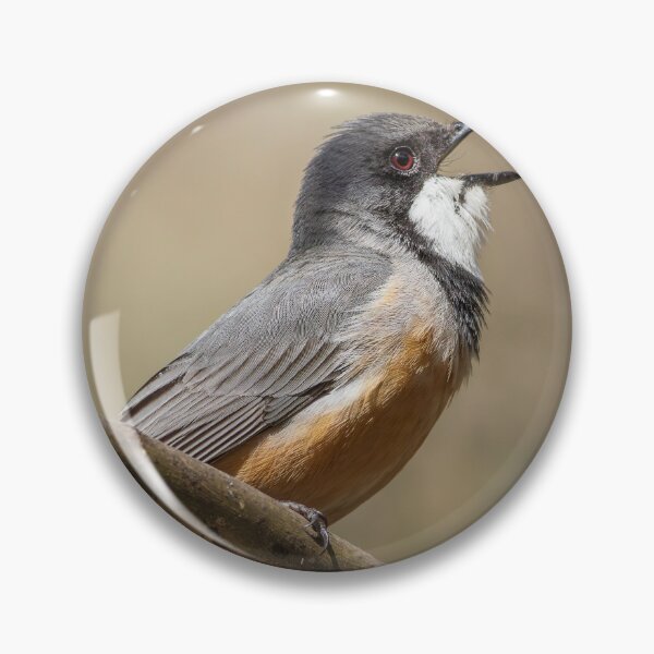 Item preview, Rufous Whistler Singing designed and sold by David  Hibberd.