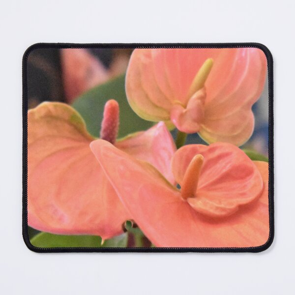 Item preview, Flamingo the Anthurium designed and sold by MangoSeeds.
