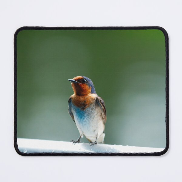 Item preview, Welcome Swallow Perched Gracefully designed and sold by AvianAdventures.