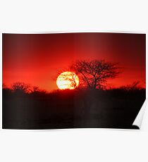 Etosha sunset Poster
