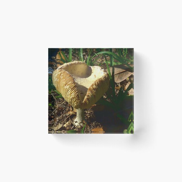 Item preview, Mushroom designed and sold by MercerImages.