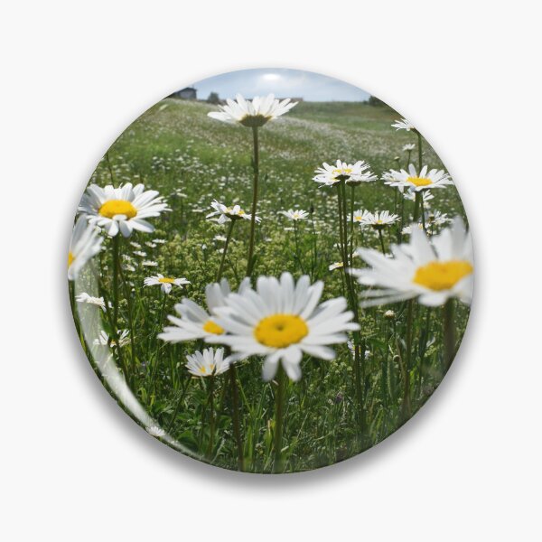 Item preview, A field of daisies in bloom designed and sold by Claude Laprise.