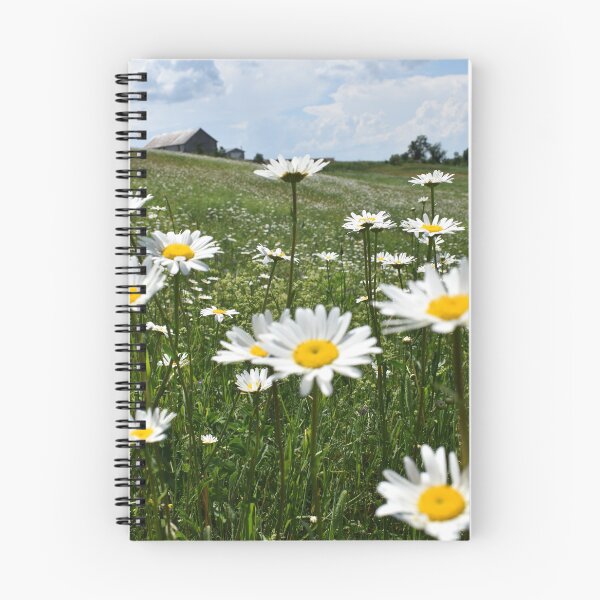 Item preview, A field of daisies in bloom designed and sold by Claude Laprise.