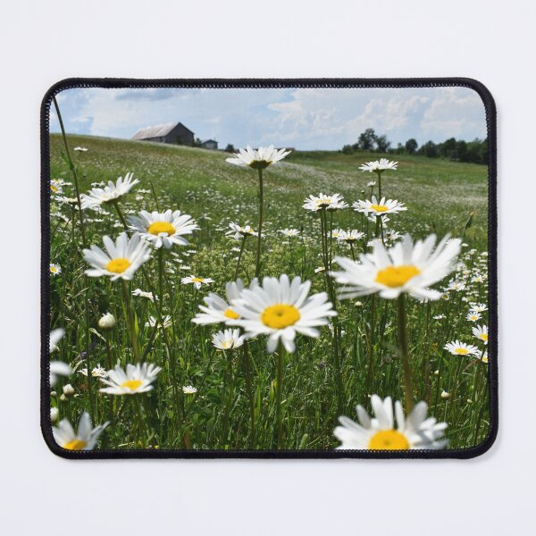 Item preview, A field of daisies in bloom designed and sold by Claude Laprise.
