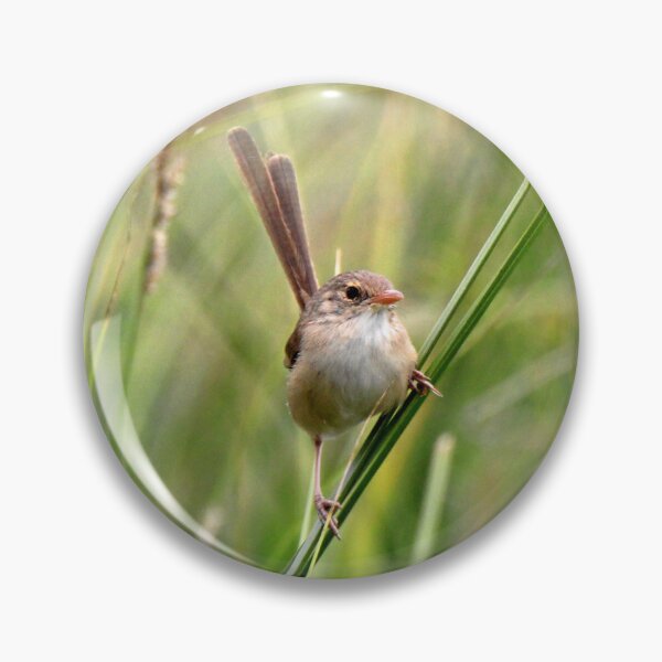 Item preview, Fairywren sitting on a grass stem designed and sold by BirdsAlive.