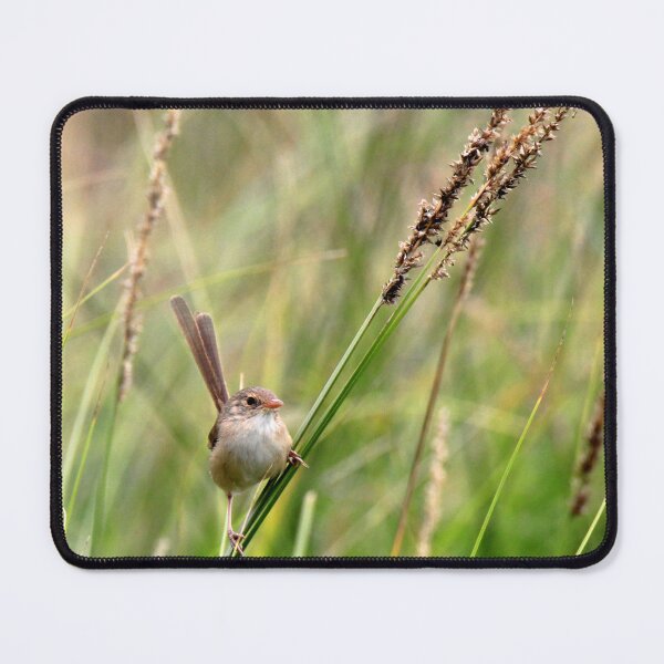 Item preview, Fairywren sitting on a grass stem designed and sold by BirdsAlive.