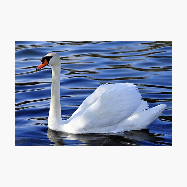 Swan Photographic Print