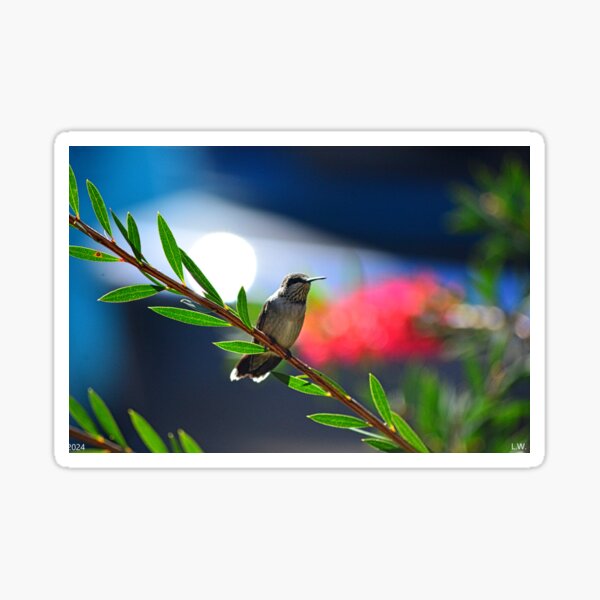 Item preview, Hummingbird designed and sold by LisaWootenPhoto.