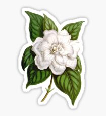 Gardenia Jasminoides Sticker