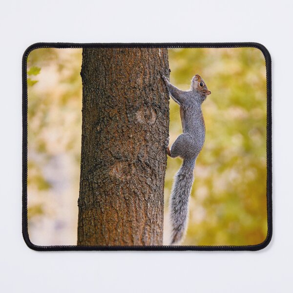 Item preview, Climbing squirrel designed and sold by TJPhotography97.