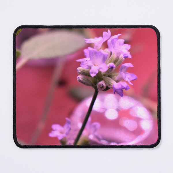 Item preview, Lavender Hydroponics designed and sold by MangoSeeds.