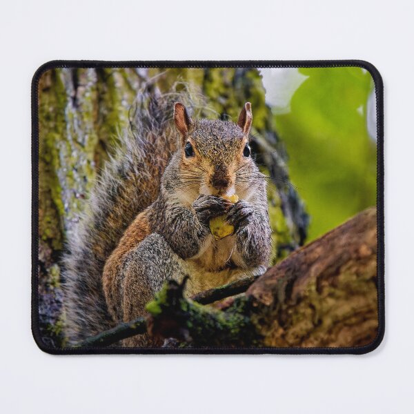 Item preview, Adorable snacking squirrel designed and sold by TJPhotography97.