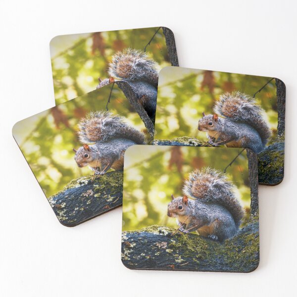 Item preview, Bonny Squirrel designed and sold by TJPhotography97.