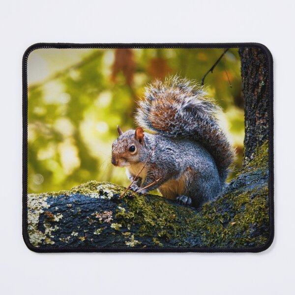Item preview, Bonny Squirrel designed and sold by TJPhotography97.