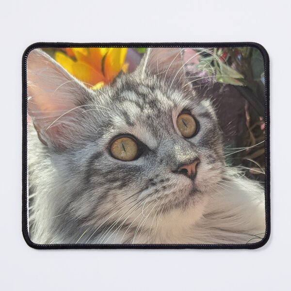 Item preview, Maine coon kitten in the sun designed and sold by Fluffycat2020.