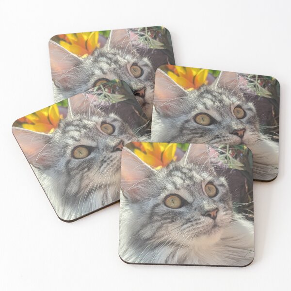 Item preview, Maine coon kitten in the sun designed and sold by Fluffycat2020.