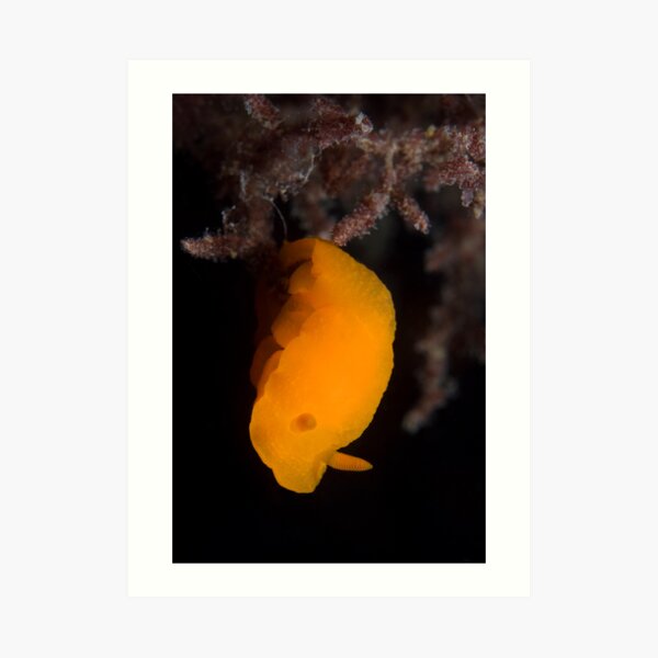 Orange peel Art Print