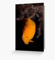 Orange peel Greeting Card