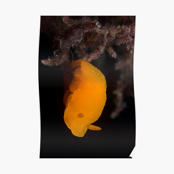 Orange peel Poster