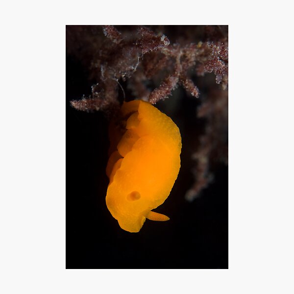 Orange peel Photographic Print