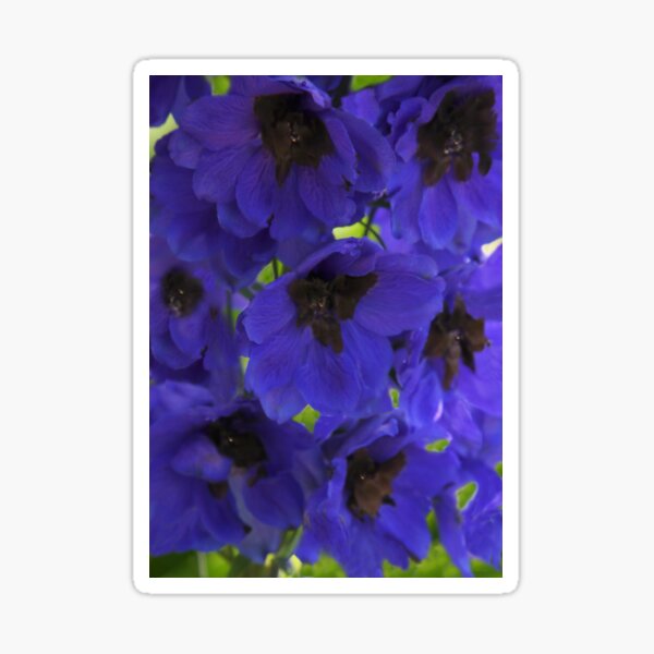 Item preview, Blue Beauty designed and sold by heatherfriedman.