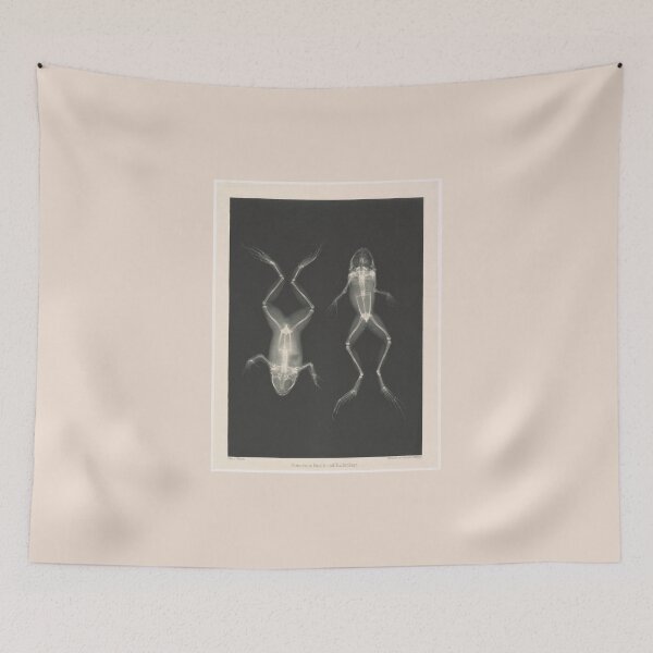 Item preview, Frogs Prone and Supine by Josef Maria Eder, Eduard Valenta designed and sold by Amanda1775.
