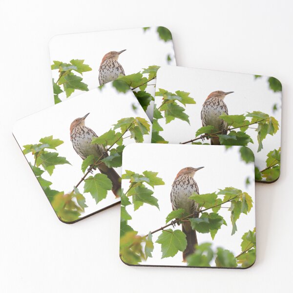 Item preview, Brown Thrasher designed and sold by Parks and X.