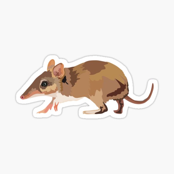 Item preview, B is for Bandicoot, Bandicoot – Unique Australian Marsupial Wildlife Illustration designed and sold by thezoogirl.