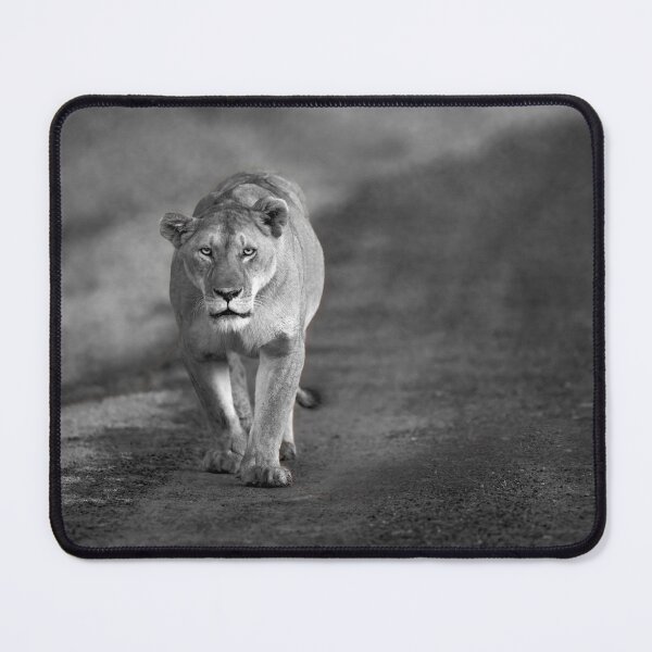 Item preview, Lioness Walking along Dusty Road - Masai Mara designed and sold by AndyMorkot.