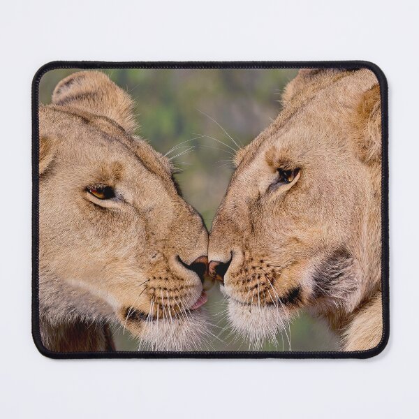 Item preview, Lioness Sisterly Love designed and sold by AndyMorkot.