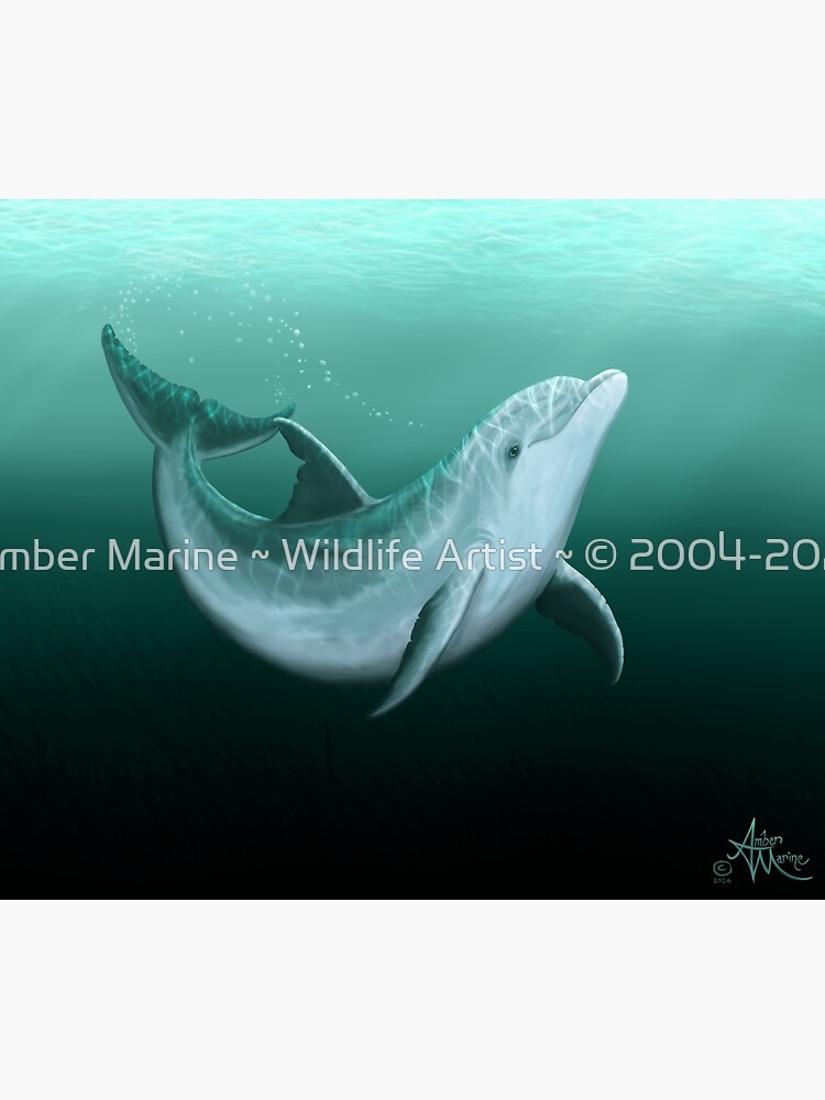 "Riversoul" by Amber Marine ~ Indian River Lagoon bottlenose dolphin art, © 2014 by AmberMarine