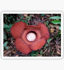 Rafflesia, the Corpse flower of Southeast Asia Sticker