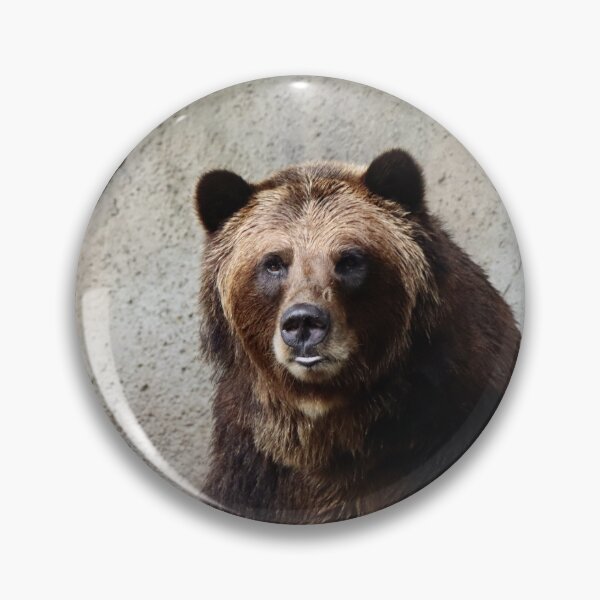 Item preview, Large Adult Brown Grizzly Bear looking at camera against stone backdrop outside in summer designed and sold by Jacobs-Media.