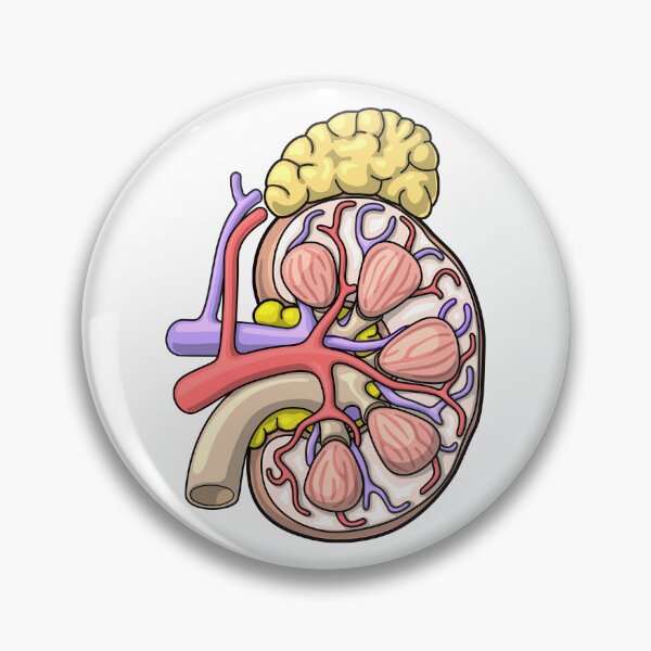 Item preview, Human Kidney Anatomy Illustration - Nephrology Renal Diagram designed and sold by taylorcustom.