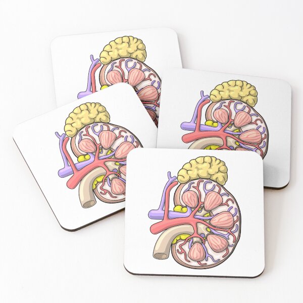 Item preview, Human Kidney Anatomy Illustration - Nephrology Renal Diagram designed and sold by taylorcustom.