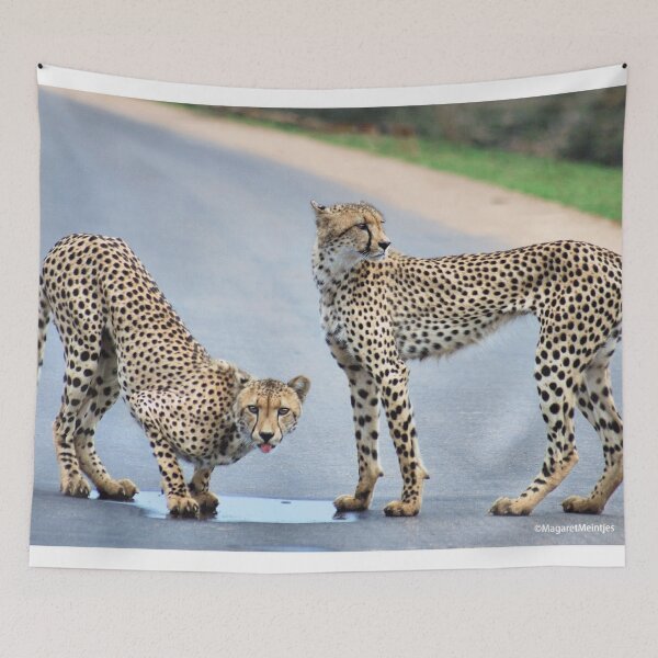 Item preview, UP CLOSE WITH CHEETAH'S - CHEETAH - Acinonyx jabatus - Jagluiperd designed and sold by Magriet Meintjes.