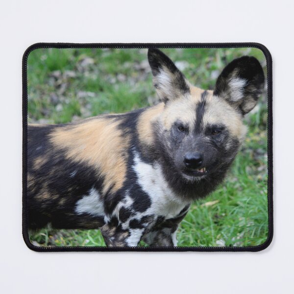 Item preview, African painted dog designed and sold by AnthonyThomas.