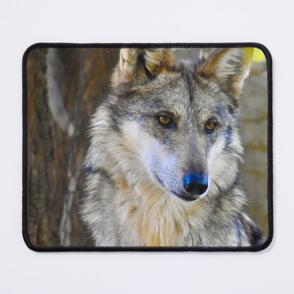 Item preview, Gorgeous Endangered Mexican Wolf Fine Art Print designed and sold by Yogibear & Rachelle .
