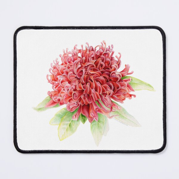 Item preview, Waratah Telopea speciosissima red flower watercolor designed and sold by Sarah Trett.